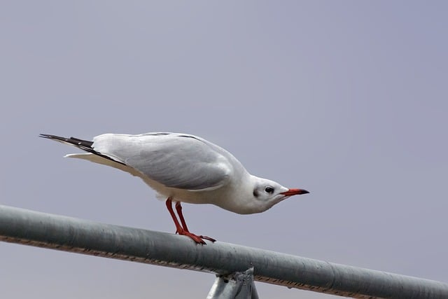 Free download seagull bird laid waterfowl free picture to be edited with GIMP free online image editor