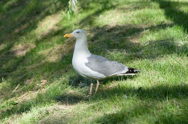 Free download Seagull Bird Nature -  free photo or picture to be edited with GIMP online image editor