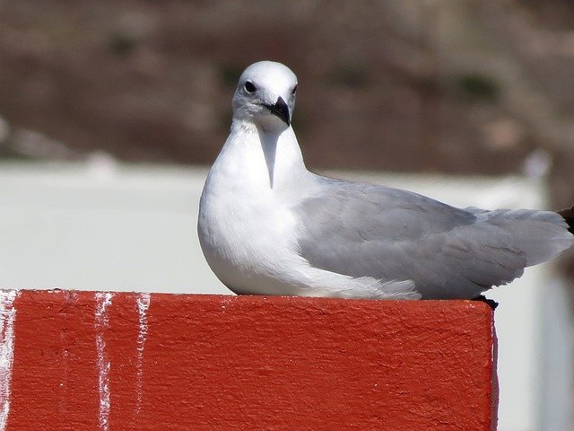 Descarga gratuita Seagull Bird Ocean - foto o imagen gratuita para editar con el editor de imágenes en línea GIMP