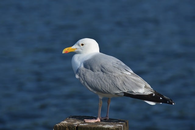Free download seagull bird ornithology nature free picture to be edited with GIMP free online image editor
