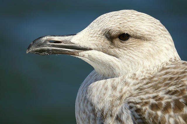 Free download seagull bird plumage gull beach free picture to be edited with GIMP free online image editor