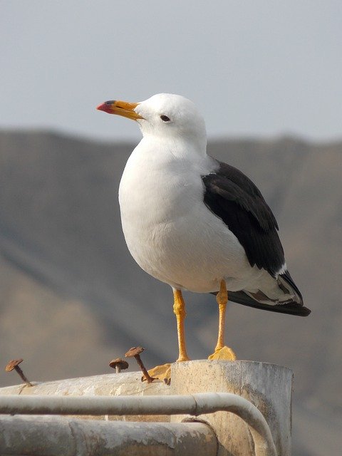 Free download Seagull Birds -  free photo or picture to be edited with GIMP online image editor