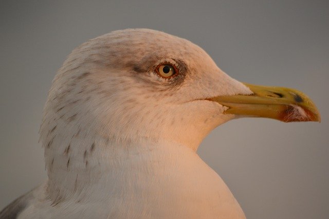 Téléchargement gratuit Mouette Oiseaux Animaux - photo ou image gratuite à modifier avec l'éditeur d'images en ligne GIMP