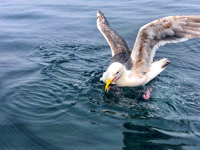 Muat turun percuma Burung Seagull Sea The Ocean - foto atau gambar percuma untuk diedit dengan editor imej dalam talian GIMP