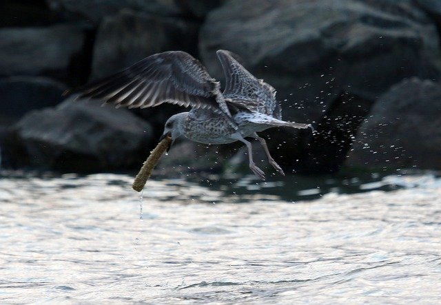 Descărcare gratuită Seagull Birds Food - fotografie sau imagini gratuite pentru a fi editate cu editorul de imagini online GIMP