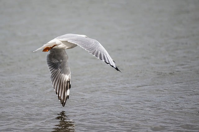 Free download seagull bird silver gull gull free picture to be edited with GIMP free online image editor
