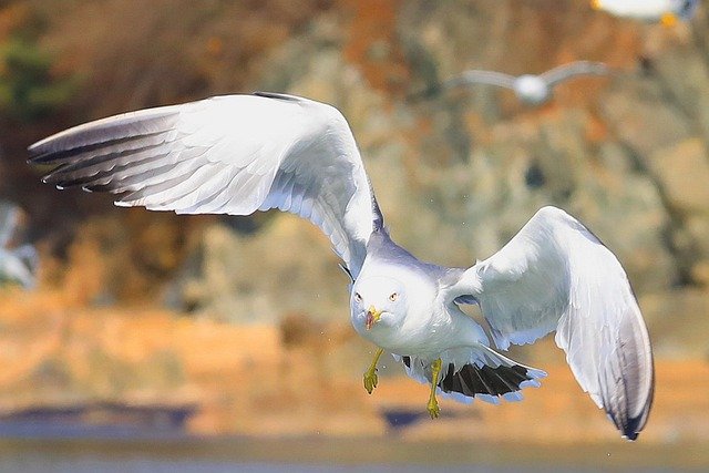 जीआईएमपी मुफ्त ऑनलाइन छवि संपादक के साथ संपादित करने के लिए मुफ्त डाउनलोड सीगल पक्षी आई विंग पंख मुक्त चित्र