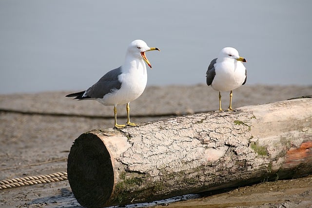 सीगल पक्षी, समुद्री पक्षी, समुद्र की लहरें, मुफ्त चित्र डाउनलोड करें जिन्हें जीआईएमपी मुफ्त ऑनलाइन छवि संपादक के साथ संपादित किया जा सकता है