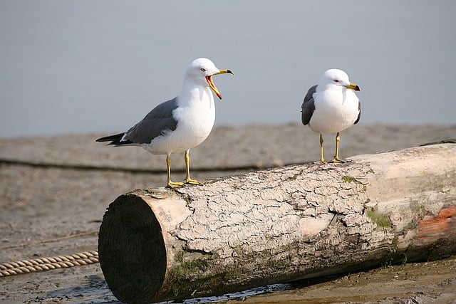 Gratis download zeemeeuw vogels zeevogel oceaangolven gratis foto om te bewerken met GIMP gratis online afbeeldingseditor