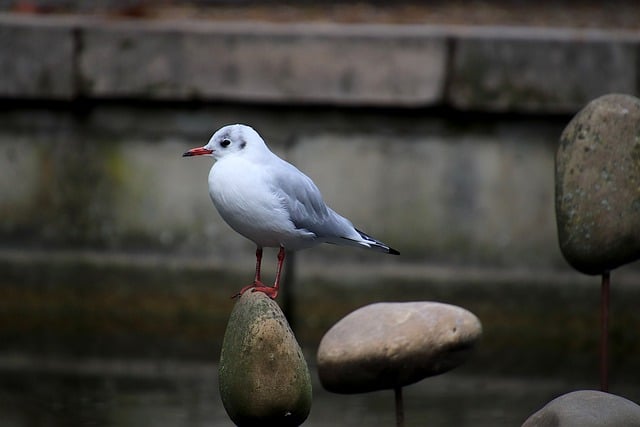 Téléchargement gratuit d'une image gratuite d'oiseaux de mouette, d'oiseaux de mer, de sauvagine à modifier avec l'éditeur d'images en ligne gratuit GIMP