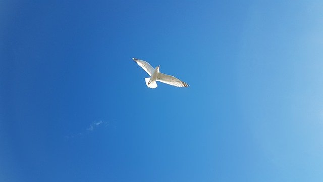 Free download Seagull Birds Sky -  free photo or picture to be edited with GIMP online image editor