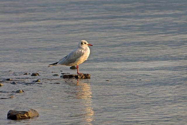 Free download seagull bird the needle animal free picture to be edited with GIMP free online image editor