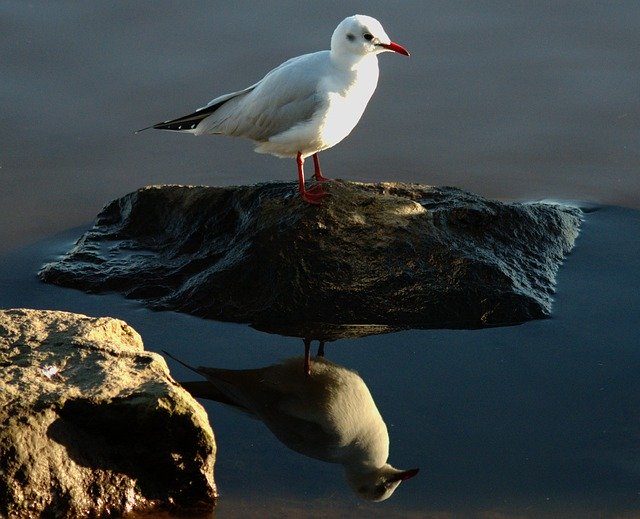 Descărcare gratuită Seagull Bird Water - fotografie sau imagini gratuite pentru a fi editate cu editorul de imagini online GIMP
