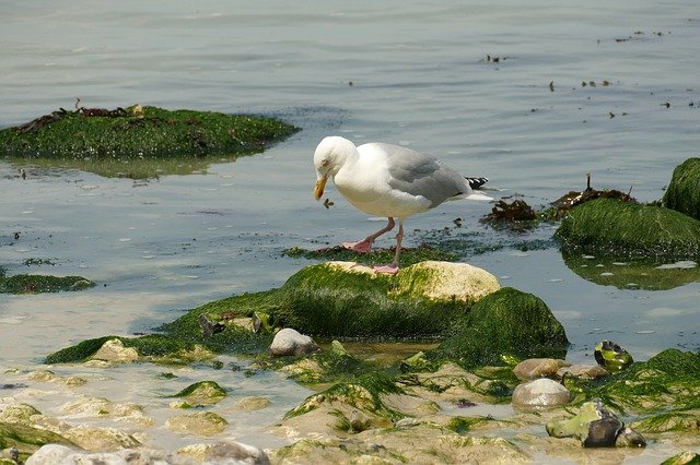 Free download seagull bird waterfowl fauna sea free picture to be edited with GIMP free online image editor