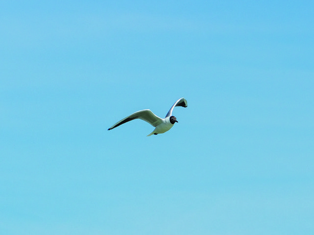 Descărcare gratuită Seagull Bird Water Hunting - fotografie sau imagini gratuite pentru a fi editate cu editorul de imagini online GIMP