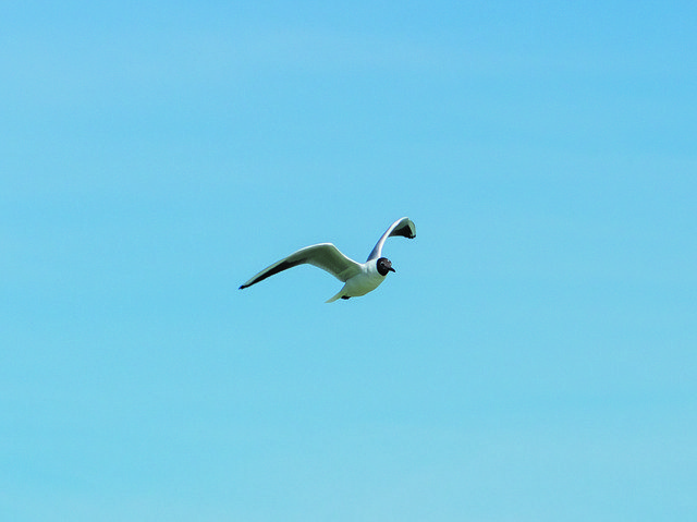 Free download Seagull Bird Water Hunting -  free photo or picture to be edited with GIMP online image editor