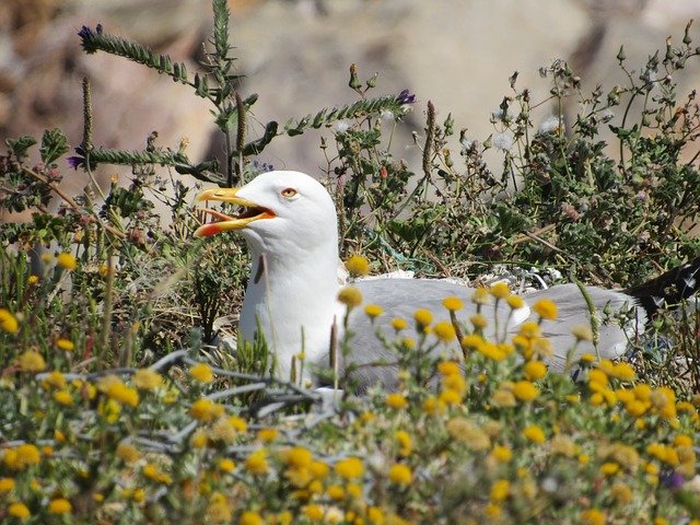 Free download Seagull Bird Wildlife -  free photo or picture to be edited with GIMP online image editor