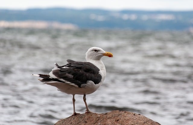 Free download seagull bird wildlife ornithology free picture to be edited with GIMP free online image editor