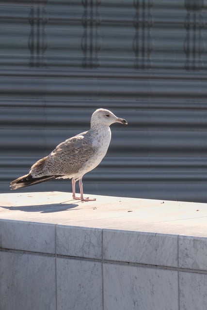 Free download seagull bird wildlife wild animal free picture to be edited with GIMP free online image editor