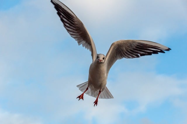 ดาวน์โหลดฟรีนกนางนวลปีกนกบินภาพสัตว์ฟรีเพื่อแก้ไขด้วยโปรแกรมแก้ไขรูปภาพออนไลน์ฟรี GIMP