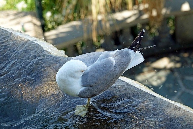 Kostenloser Download Seagull Black Backed Gull Bird - kostenloses Foto oder Bild zur Bearbeitung mit GIMP Online-Bildbearbeitung