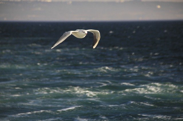 ດາວ​ໂຫຼດ​ຟຣີ Seagull Blue Bird - ຮູບ​ພາບ​ຟຣີ​ຫຼື​ຮູບ​ພາບ​ທີ່​ຈະ​ໄດ້​ຮັບ​ການ​ແກ້​ໄຂ​ກັບ GIMP ອອນ​ໄລ​ນ​໌​ບັນ​ນາ​ທິ​ການ​ຮູບ​ພາບ​