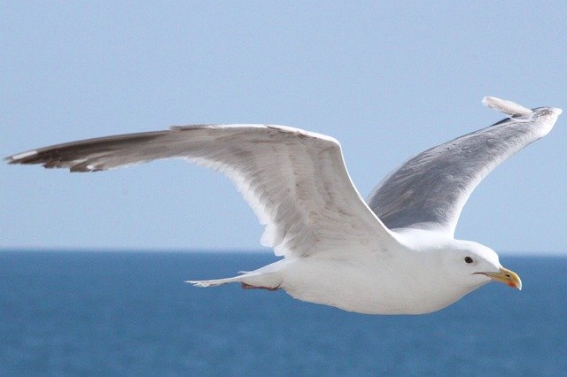 Download gratuito Seagull Brighton Bird - foto o immagine gratuita da modificare con l'editor di immagini online di GIMP