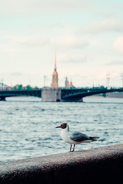 免费下载海鸥城市建筑河流免费图片可使用 GIMP 免费在线图像编辑器进行编辑