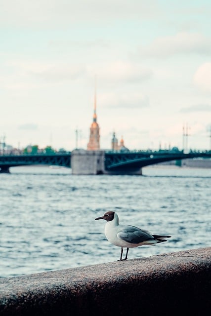 Бесплатно скачать чайку городскую архитектуру реку бесплатное изображение для редактирования в GIMP бесплатный онлайн-редактор изображений