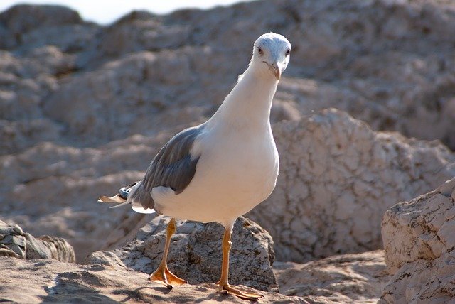 Téléchargement gratuit du modèle photo gratuit Seagull Close Up Animal à éditer avec l'éditeur d'images en ligne GIMP