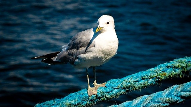 Free download Seagull Dew Rope -  free photo or picture to be edited with GIMP online image editor