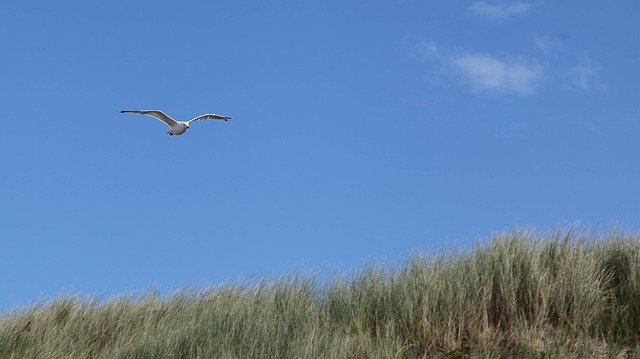 Gratis download Seagull Dune Coast North - gratis foto of afbeelding om te bewerken met de online GIMP-afbeeldingseditor