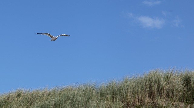 Descarga gratuita Seagull Dune Coast North: foto o imagen gratuita para editar con el editor de imágenes en línea GIMP