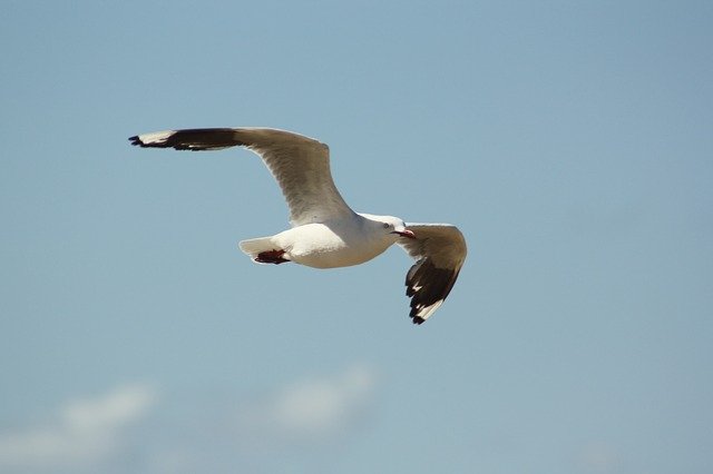 Free download Seagull Flight Bird -  free photo or picture to be edited with GIMP online image editor