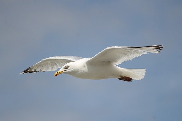 Descarga gratuita Seagull Flying Flight: foto o imagen gratuitas para editar con el editor de imágenes en línea GIMP