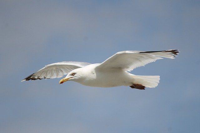 Скачать бесплатно Seagull Flying Flight - бесплатное фото или изображение для редактирования с помощью онлайн-редактора изображений GIMP