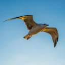 Seagull Flying on the Clear Sky  screen for extension Chrome web store in OffiDocs Chromium