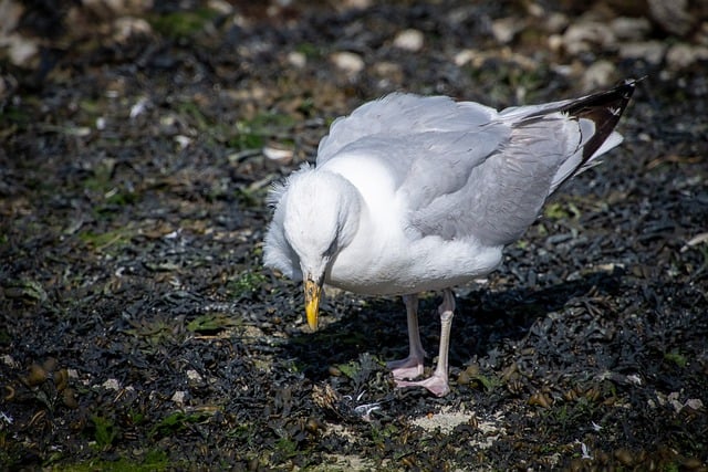 Free download seagull foraging gull bird seabird free picture to be edited with GIMP free online image editor