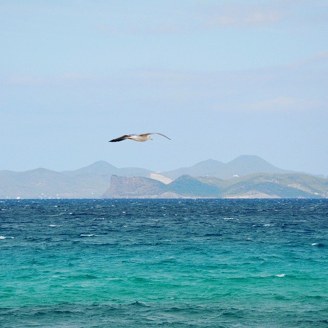 Free picture Seagull Formentera Ibiza -  to be edited by GIMP free image editor by OffiDocs