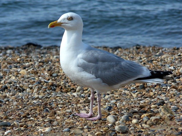 Gratis download Seagull Gull Bird - gratis foto of afbeelding om te bewerken met GIMP online afbeeldingseditor