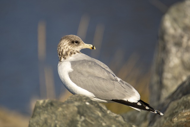 Free download seagull gull bird fauna avian free picture to be edited with GIMP free online image editor