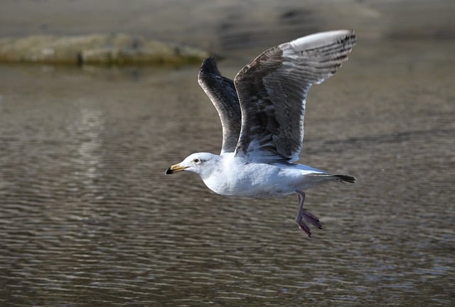 Free download seagull gull bird photography bird free picture to be edited with GIMP free online image editor