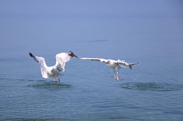 Free download Seagull Gulls Bird -  free photo or picture to be edited with GIMP online image editor
