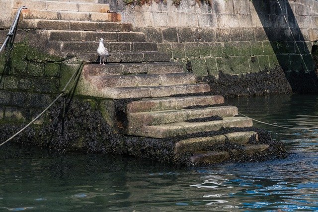 Free download Seagull Harbor Stairs free photo template to be edited with GIMP online image editor