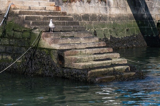 Download gratuito Modello di foto gratuito Seagull Harbour Stairs da modificare con l'editor di immagini online di GIMP