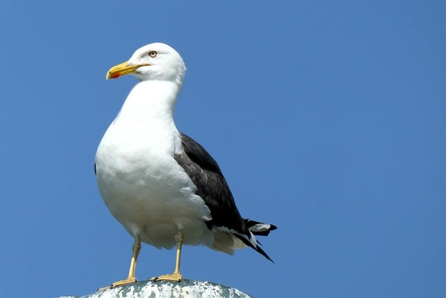 Free download seagull herring gull bird nature free picture to be edited with GIMP free online image editor