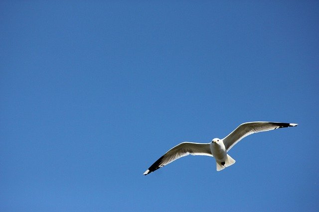Free download Seagull Himmel Bird -  free photo or picture to be edited with GIMP online image editor