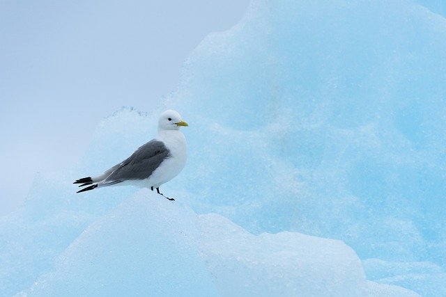 Free download Seagull Iceberg Nature -  free photo or picture to be edited with GIMP online image editor