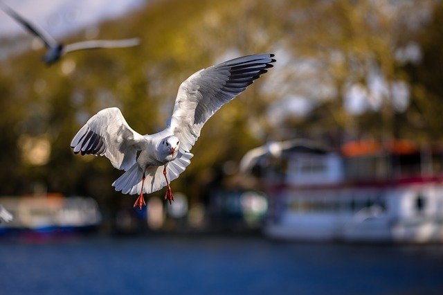 Free graphic seagull i m flying birds bird to be edited by GIMP free image editor by OffiDocs