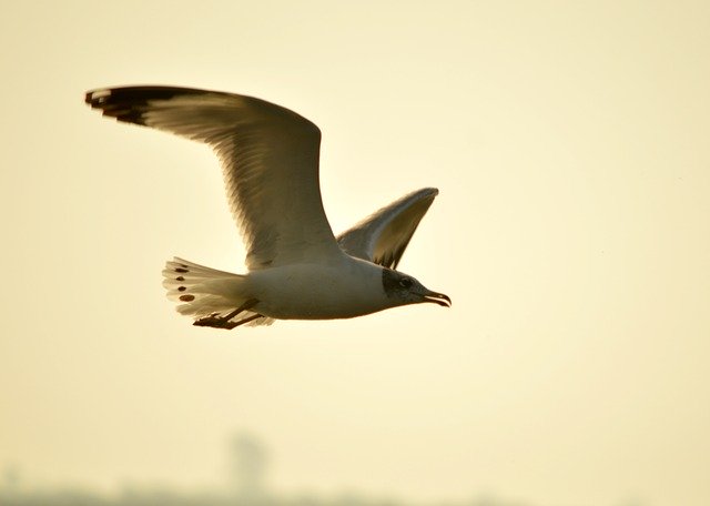 Free download Seagull India Indian -  free photo or picture to be edited with GIMP online image editor